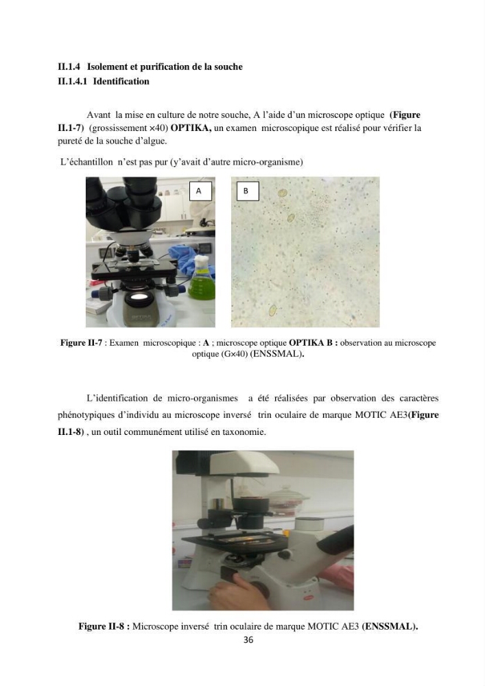 Suivi d’un élevage ostréicole Affinage des huîtres creuses Crassostrea gigas en présence de Chlorella sp.