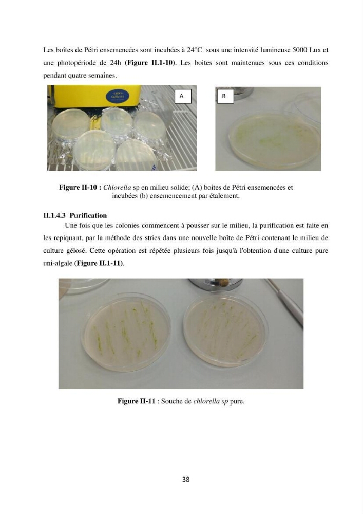 Suivi d’un élevage ostréicole Affinage des huîtres creuses Crassostrea gigas en présence de Chlorella sp.