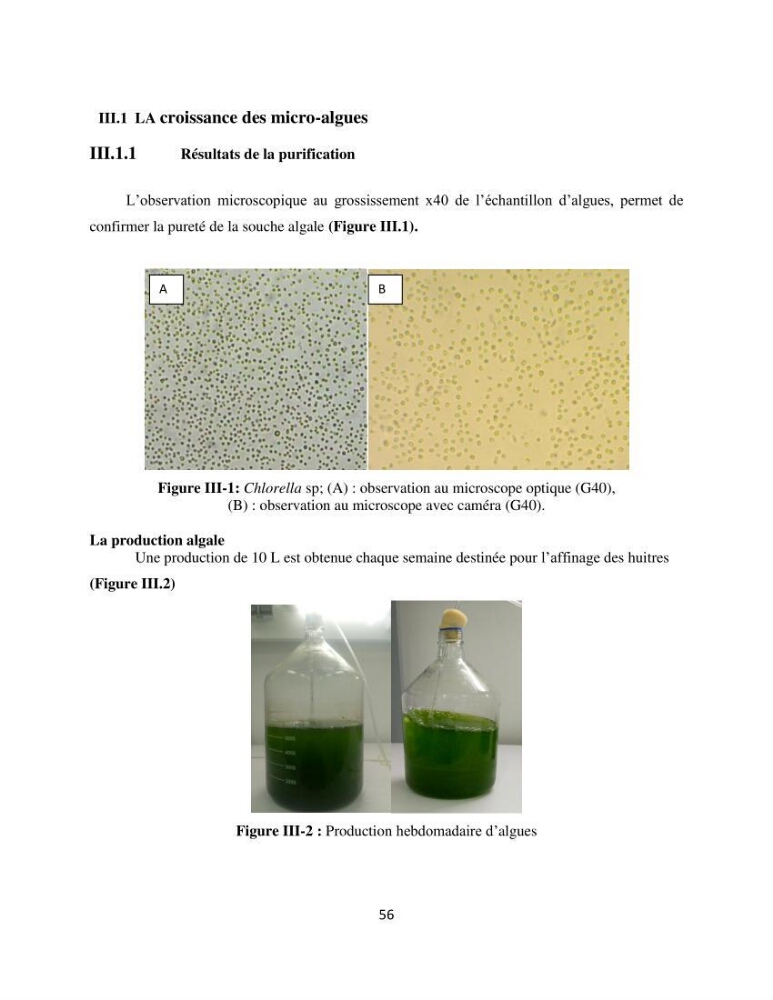 Suivi d’un élevage ostréicole Affinage des huîtres creuses Crassostrea gigas en présence de Chlorella sp.