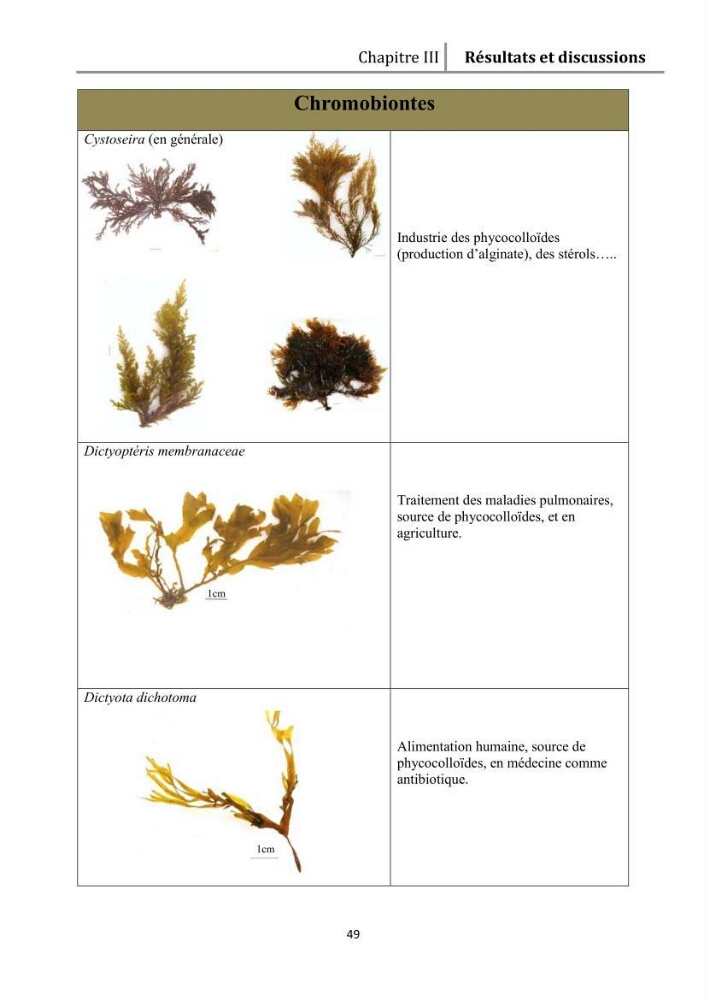 Recherche des espèces algales à intérêt aquacole dans la région de Tipaza