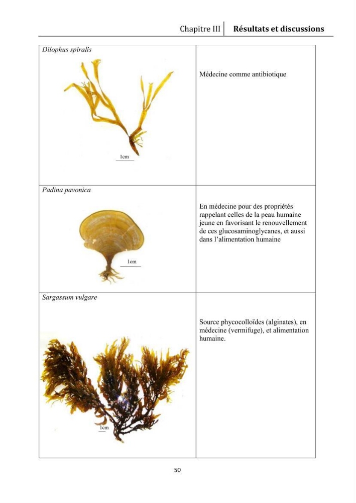 Recherche des espèces algales à intérêt aquacole dans la région de Tipaza