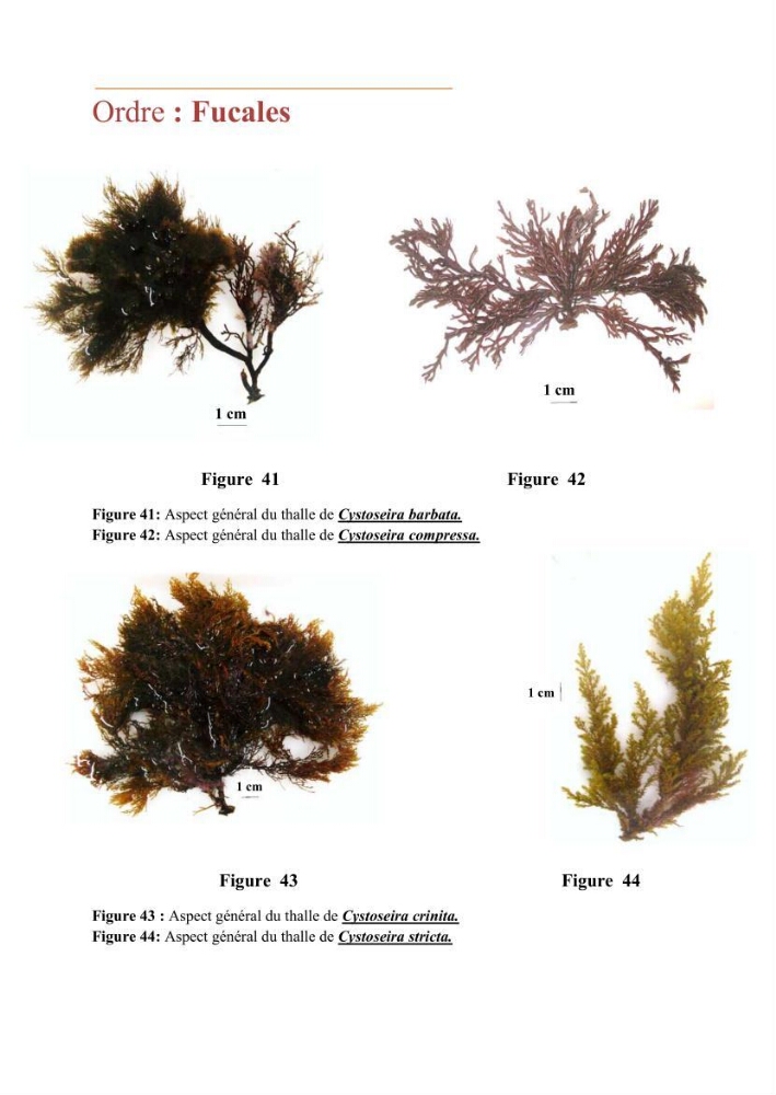 Recherche des espèces algales à intérêt aquacole dans la région de Tipaza