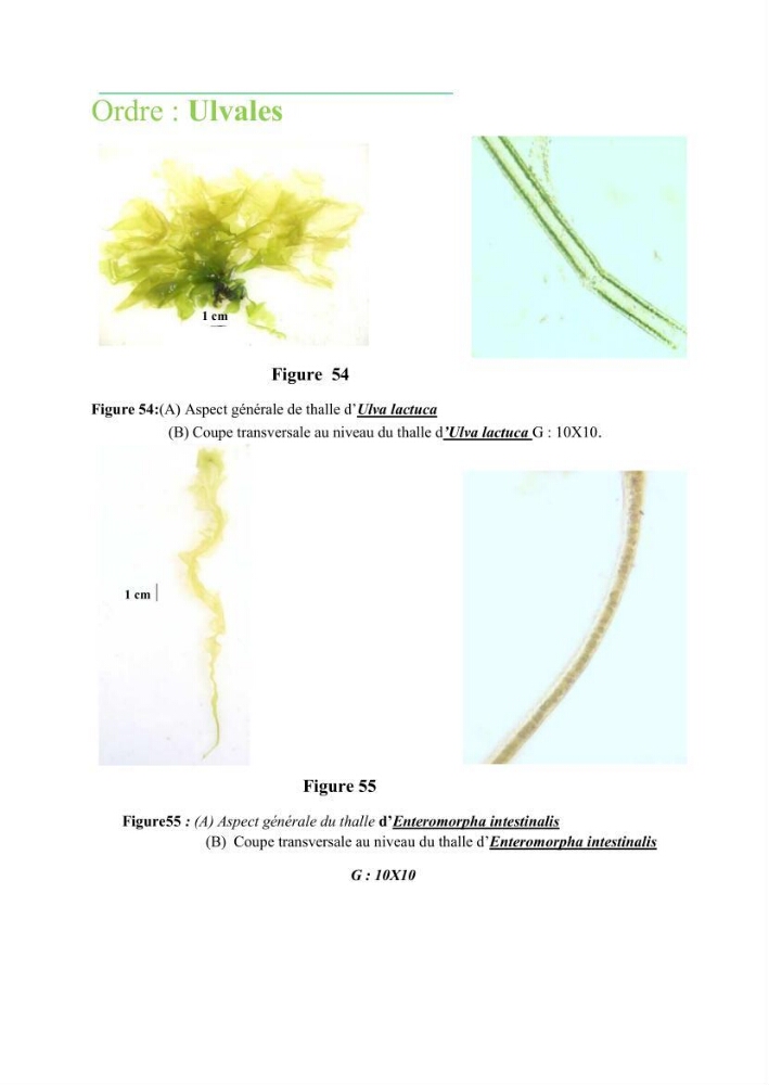 Recherche des espèces algales à intérêt aquacole dans la région de Tipaza