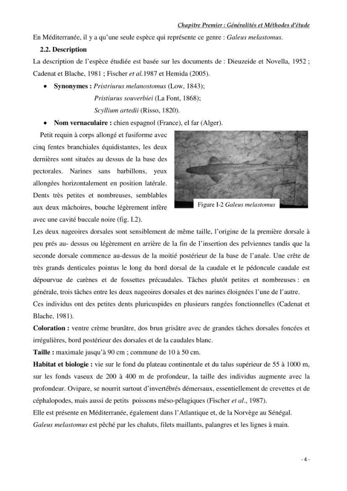 Contribution à l\'étude du comportement de Galeus melastomus (Scyliorhinidae, Elasmobranches) dans le bassin Algérien