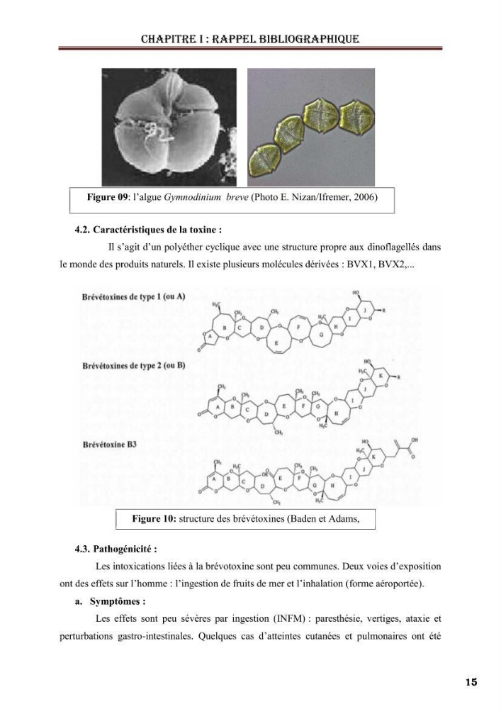 Synthèse bibliographique sur les phycotoxines