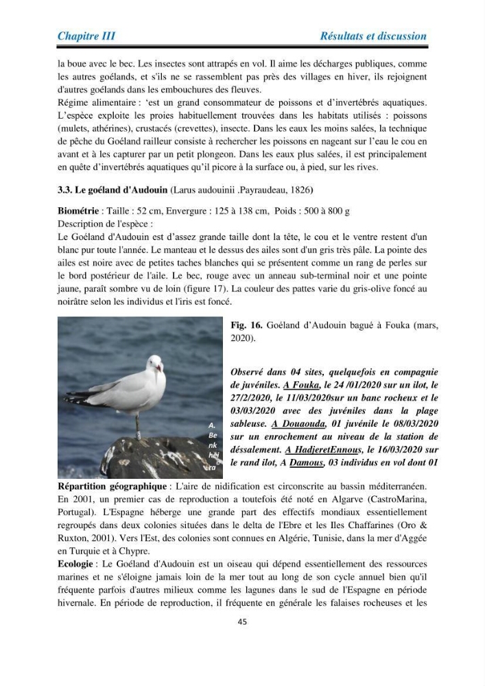 Proposition d’une méthode d’inventaire des oiseaux marins: application au littoral de la wilaya de Tipaza