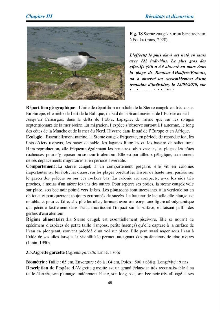 Proposition d’une méthode d’inventaire des oiseaux marins: application au littoral de la wilaya de Tipaza