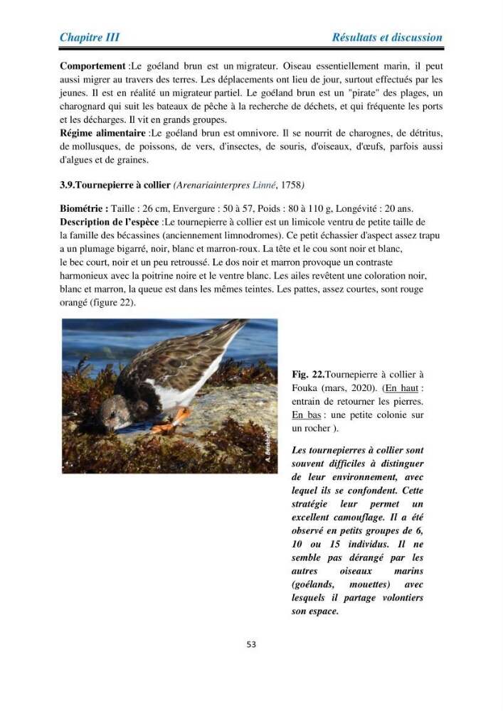 Proposition d’une méthode d’inventaire des oiseaux marins: application au littoral de la wilaya de Tipaza