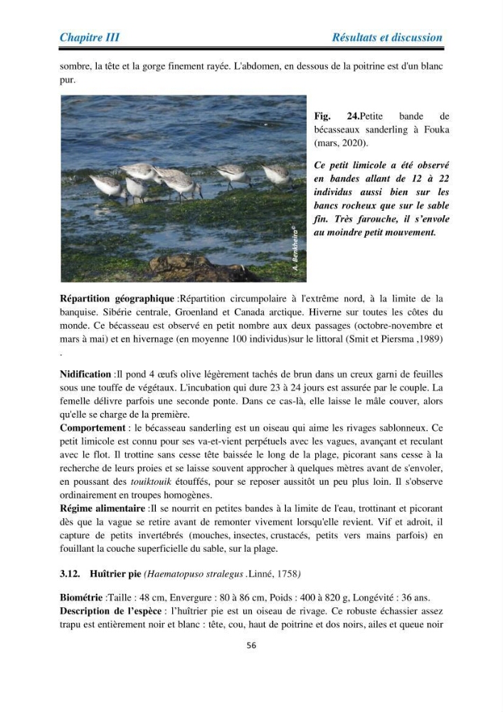 Proposition d’une méthode d’inventaire des oiseaux marins: application au littoral de la wilaya de Tipaza