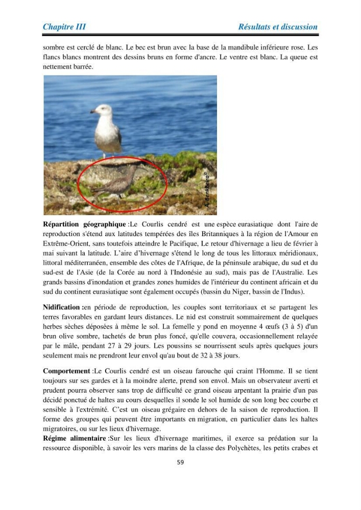 Proposition d’une méthode d’inventaire des oiseaux marins: application au littoral de la wilaya de Tipaza