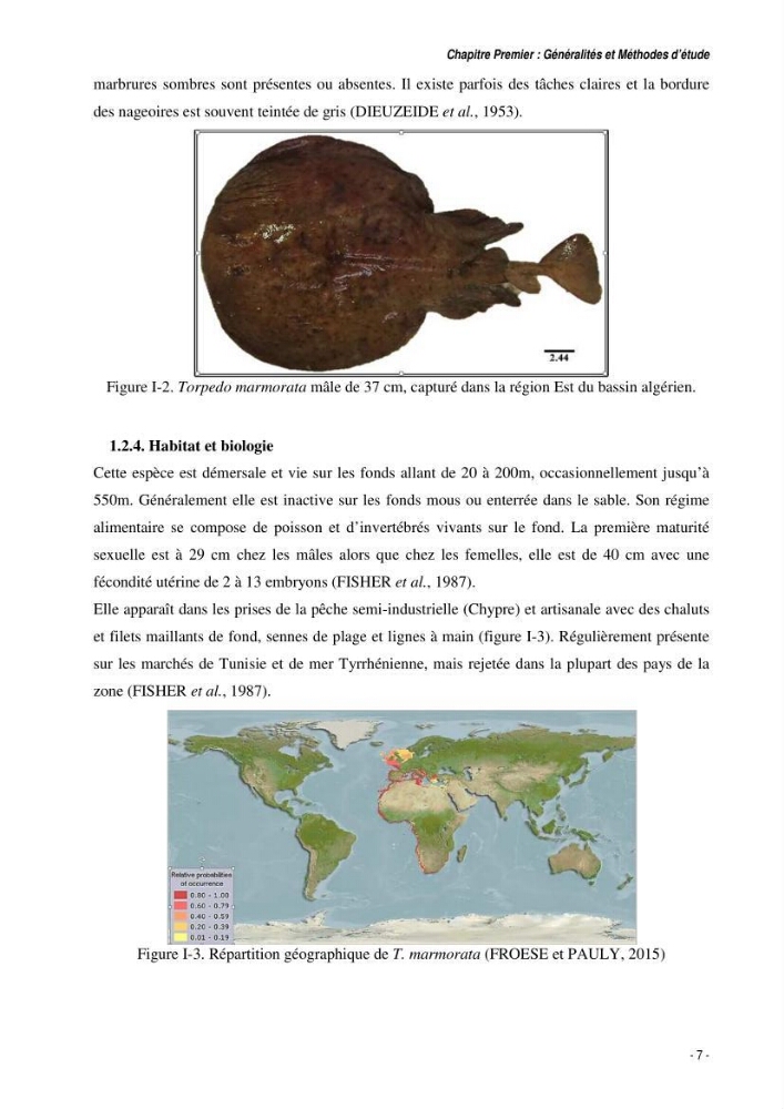 Comportement, Croissance et Exploitation de Torpedo marmorata Risso, 1810 (CHONDRICHTHYENS, TORPEDINIDAE) dans le bassin Algérien