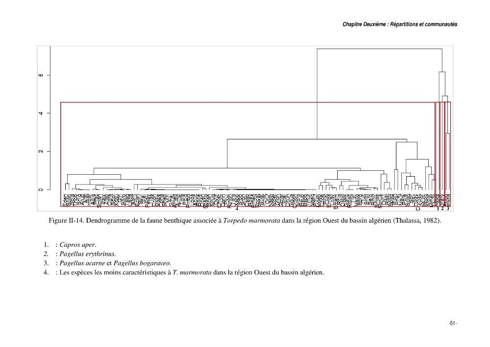 Comportement, Croissance et Exploitation de Torpedo marmorata Risso, 1810 (CHONDRICHTHYENS, TORPEDINIDAE) dans le bassin Algérien