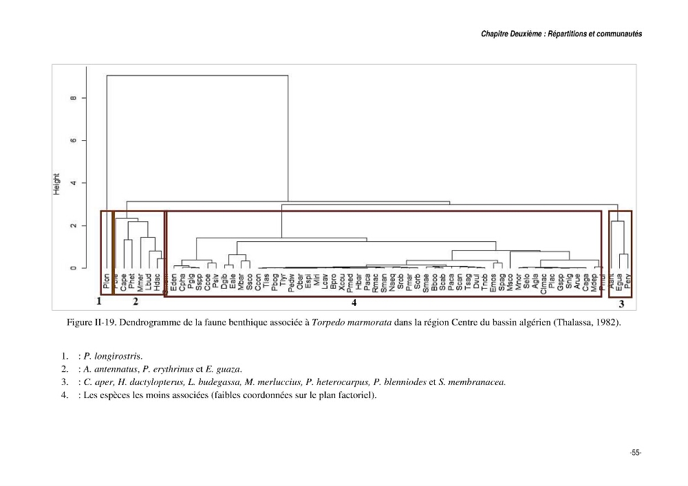 Comportement, Croissance et Exploitation de Torpedo marmorata Risso, 1810 (CHONDRICHTHYENS, TORPEDINIDAE) dans le bassin Algérien