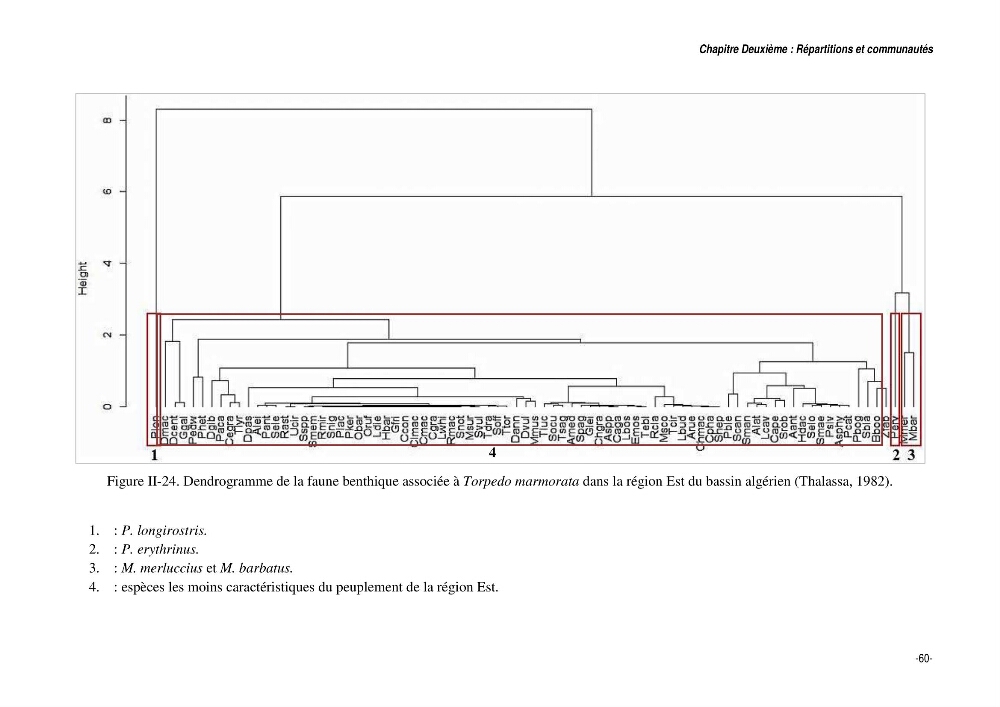 Comportement, Croissance et Exploitation de Torpedo marmorata Risso, 1810 (CHONDRICHTHYENS, TORPEDINIDAE) dans le bassin Algérien