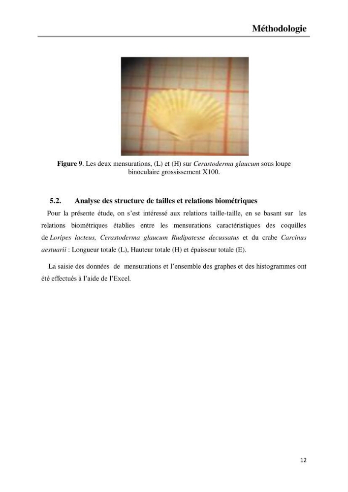 Etude de la structure du peuplement benthique de la lagune Mellah (El-Kala, Algérie) prélèvements: mai 2017 et mai 2018