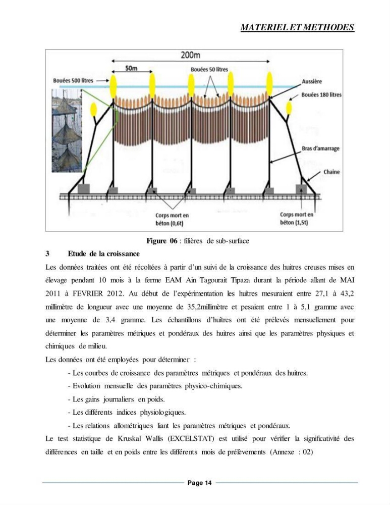 Etude de la croissance de l\'Huitre creuse Crassostrea Gigas (Thunberg, 1793) Ain Tagourait Tipaza: