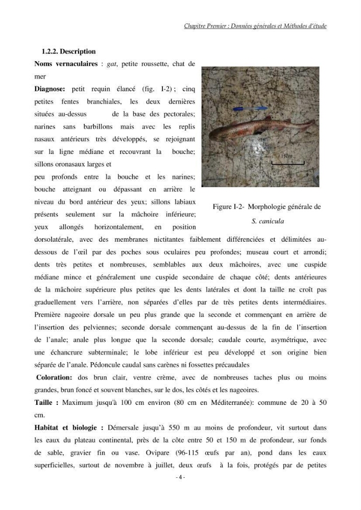 Contribution à l\'étude de l\'écologie et de l\'exploitation de Scyliorhinus canicula linnaeus,1758 (poissons Elasmobranche)dans la région est du basin Algérien