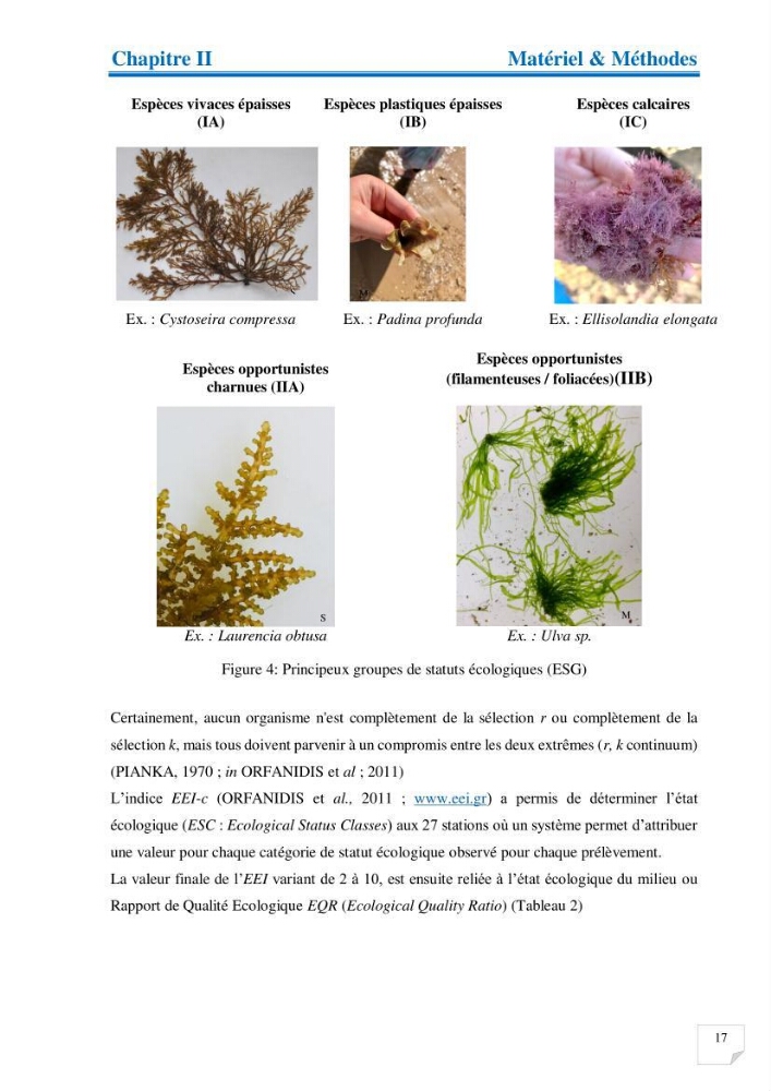 Contribution à l’étude de la diversité de la flore macroalgale infralittorale de la côte algéroise évaluation de la qualité écologique