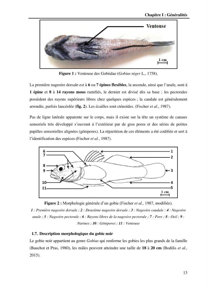 Contribution à l\'étude de la croissance et de l\'exploitation du Gobie noir Gobius niger L., 1758 ( Perciformes, Gobidae) du golg de Annaba: