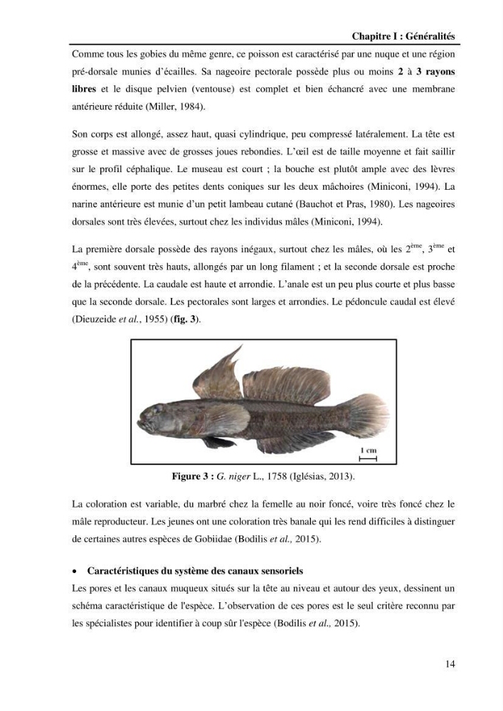 Contribution à l\'étude de la croissance et de l\'exploitation du Gobie noir Gobius niger L., 1758 ( Perciformes, Gobidae) du golg de Annaba: