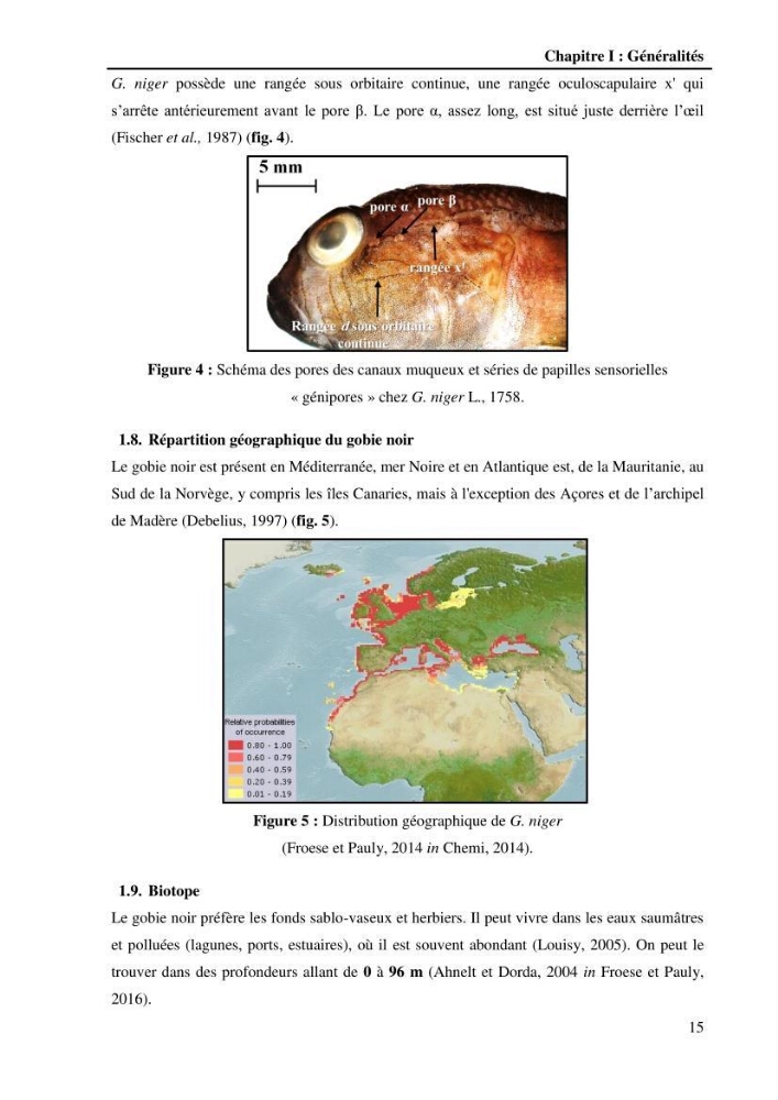 Contribution à l\'étude de la croissance et de l\'exploitation du Gobie noir Gobius niger L., 1758 ( Perciformes, Gobidae) du golg de Annaba: