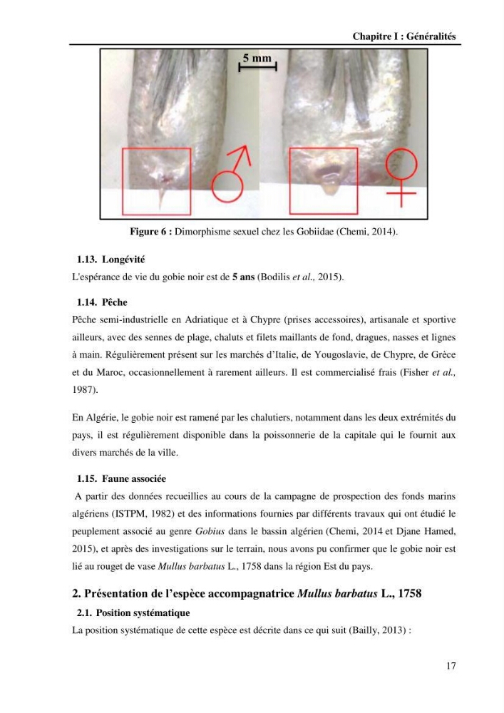 Contribution à l\'étude de la croissance et de l\'exploitation du Gobie noir Gobius niger L., 1758 ( Perciformes, Gobidae) du golg de Annaba: