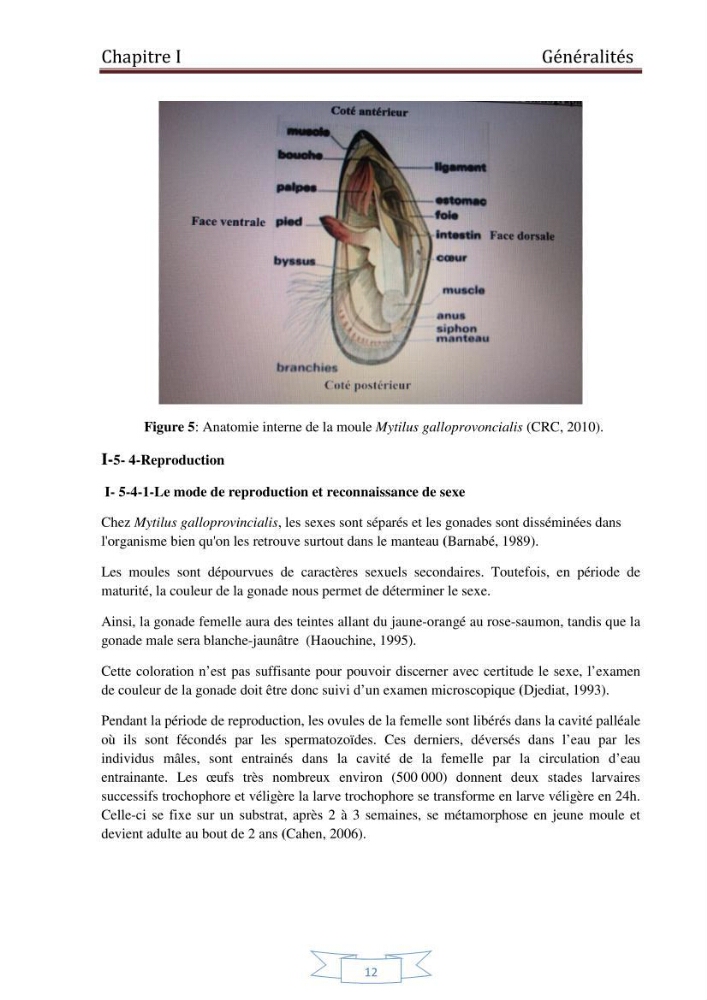 Essai de la reproduction artificielle de la moule mytilus galloprovincialis (lamark,1819)et l\'étude comparative de l\'induction de ponte par choc thermique et choc chimique: