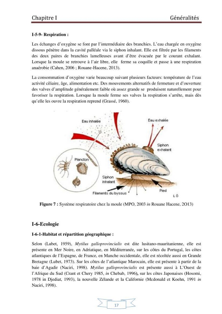 Essai de la reproduction artificielle de la moule mytilus galloprovincialis (lamark,1819)et l\'étude comparative de l\'induction de ponte par choc thermique et choc chimique: