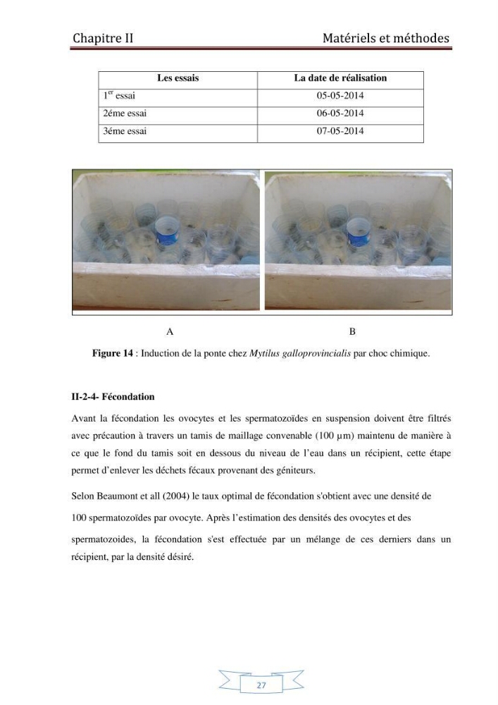 Essai de la reproduction artificielle de la moule mytilus galloprovincialis (lamark,1819)et l\'étude comparative de l\'induction de ponte par choc thermique et choc chimique: