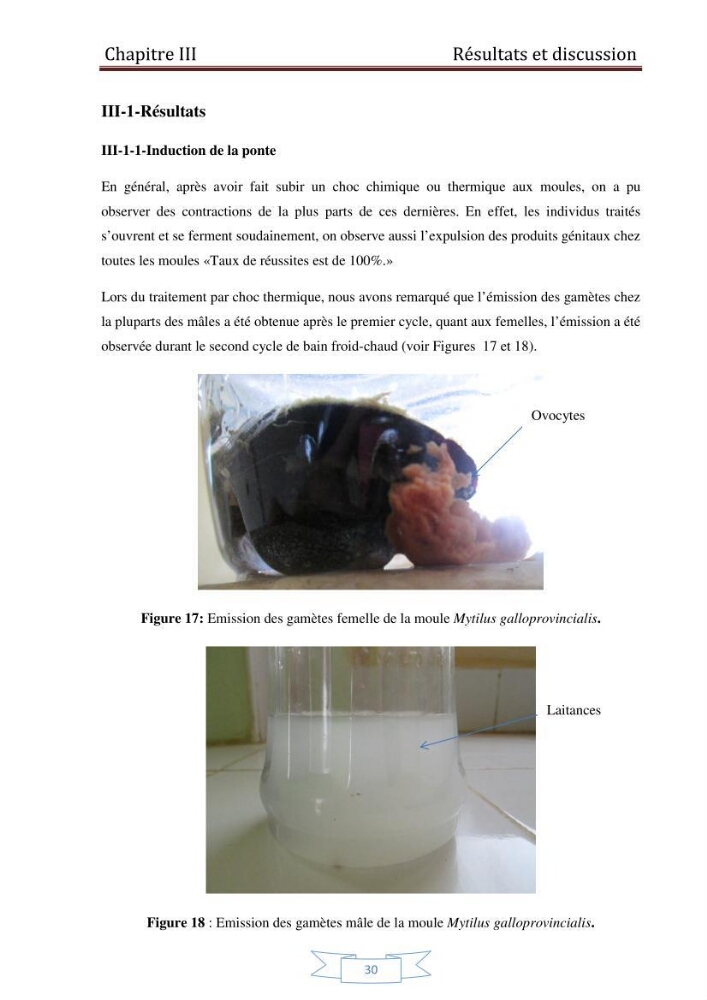Essai de la reproduction artificielle de la moule mytilus galloprovincialis (lamark,1819)et l\'étude comparative de l\'induction de ponte par choc thermique et choc chimique: