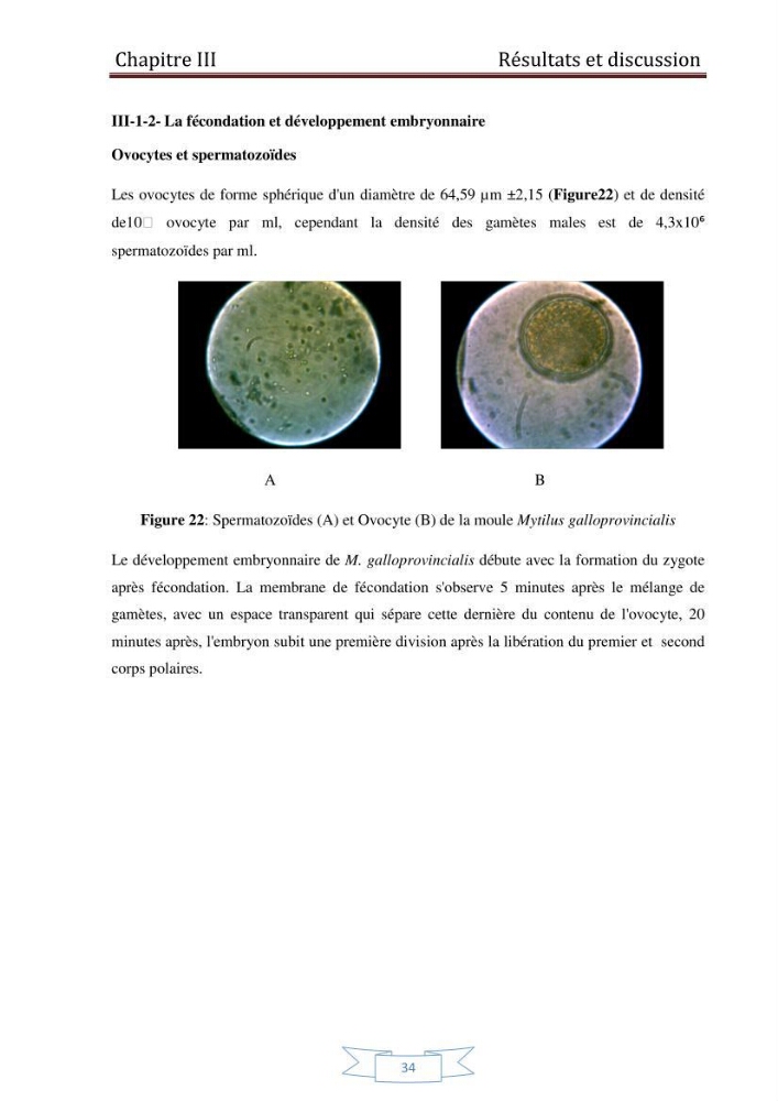 Essai de la reproduction artificielle de la moule mytilus galloprovincialis (lamark,1819)et l\'étude comparative de l\'induction de ponte par choc thermique et choc chimique: