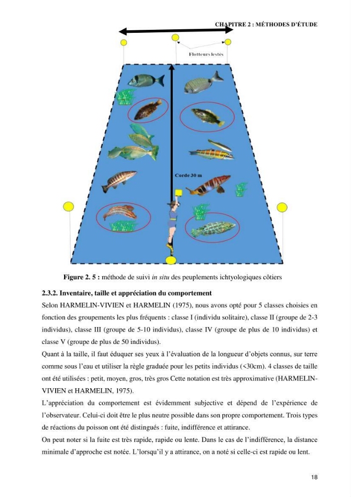 Contribution à l’étude de Symphodus roissali (Risso, 1810) des côtes centres du bassin algérien