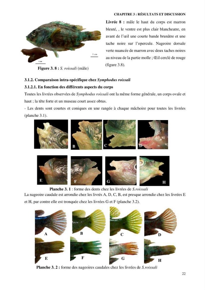 Contribution à l’étude de Symphodus roissali (Risso, 1810) des côtes centres du bassin algérien