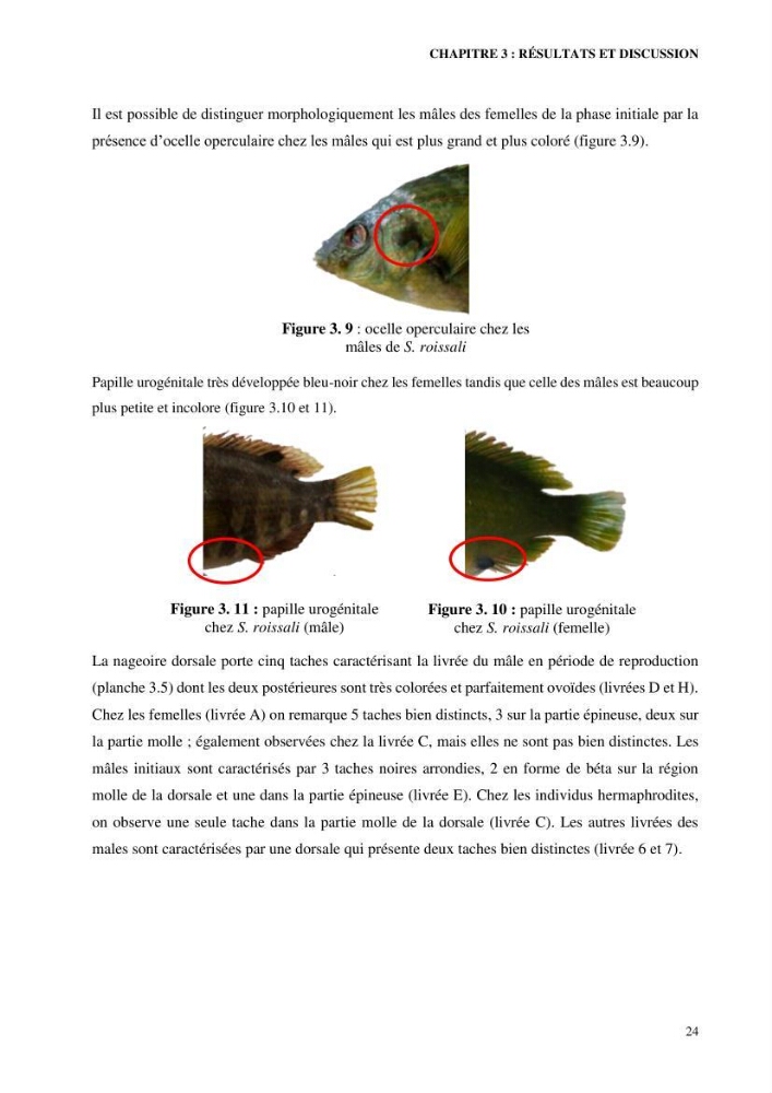 Contribution à l’étude de Symphodus roissali (Risso, 1810) des côtes centres du bassin algérien