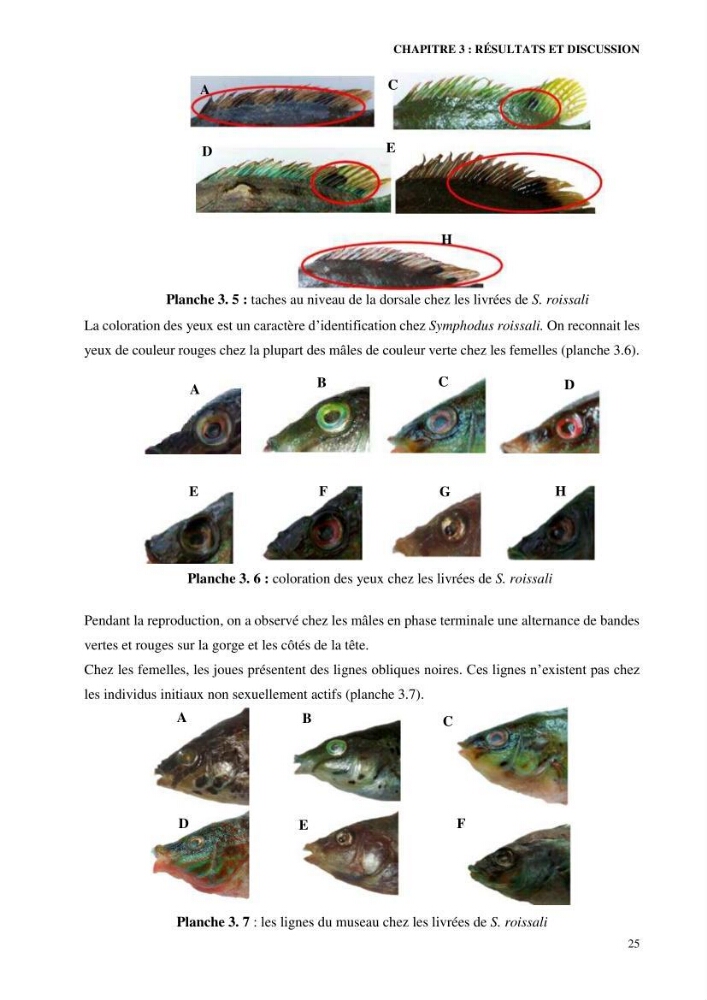 Contribution à l’étude de Symphodus roissali (Risso, 1810) des côtes centres du bassin algérien