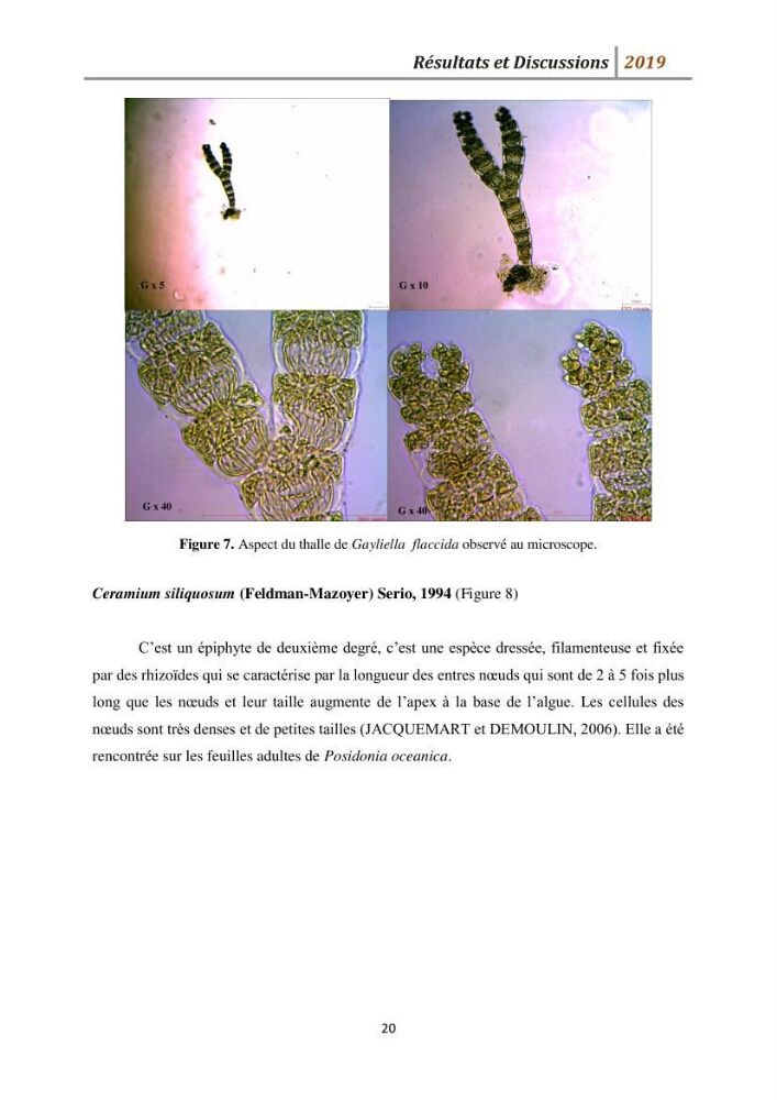 Contribution à l’utilisation des épiphytes des feuilles de Posidonia oceanica dans les réseaux de surveillance :résultats préliminaires
