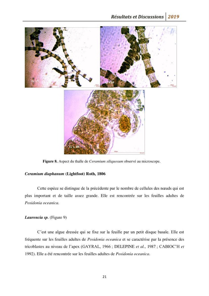 Contribution à l’utilisation des épiphytes des feuilles de Posidonia oceanica dans les réseaux de surveillance :résultats préliminaires