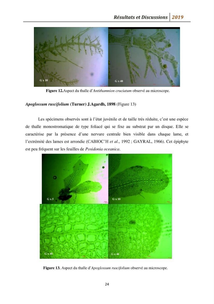 Contribution à l’utilisation des épiphytes des feuilles de Posidonia oceanica dans les réseaux de surveillance :résultats préliminaires