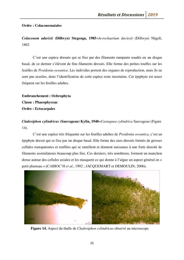 Contribution à l’utilisation des épiphytes des feuilles de Posidonia oceanica dans les réseaux de surveillance :résultats préliminaires