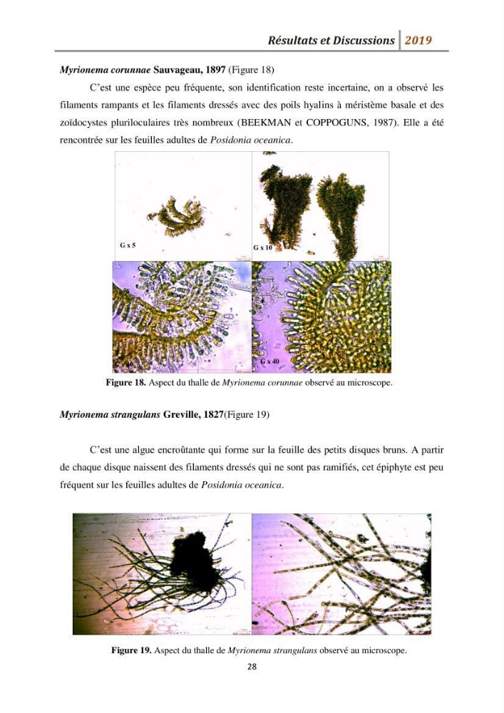 Contribution à l’utilisation des épiphytes des feuilles de Posidonia oceanica dans les réseaux de surveillance :résultats préliminaires