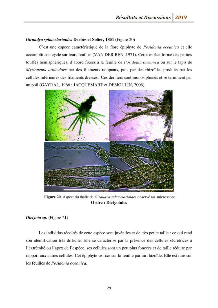 Contribution à l’utilisation des épiphytes des feuilles de Posidonia oceanica dans les réseaux de surveillance :résultats préliminaires