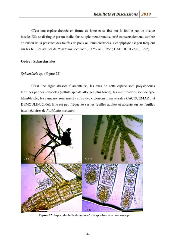 Contribution à l’utilisation des épiphytes des feuilles de Posidonia oceanica dans les réseaux de surveillance :résultats préliminaires