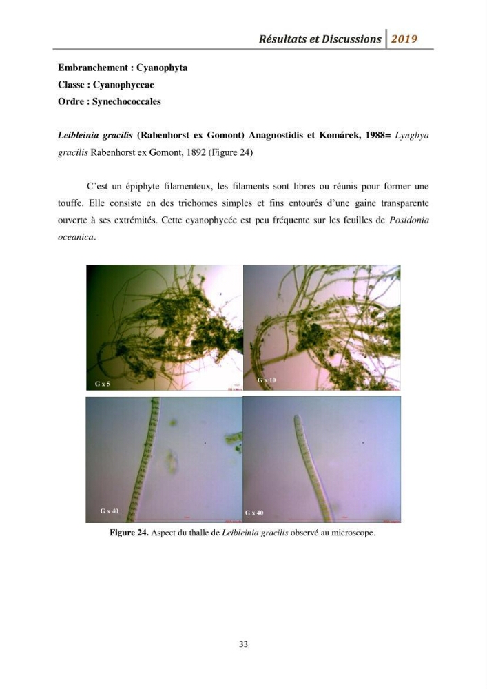 Contribution à l’utilisation des épiphytes des feuilles de Posidonia oceanica dans les réseaux de surveillance :résultats préliminaires