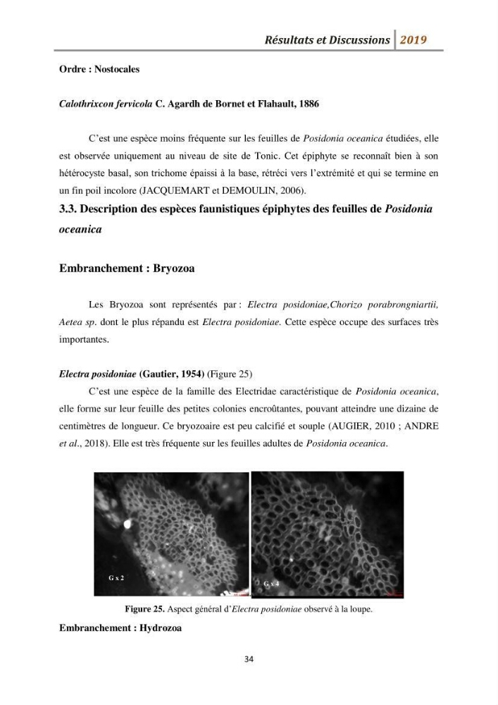 Contribution à l’utilisation des épiphytes des feuilles de Posidonia oceanica dans les réseaux de surveillance :résultats préliminaires