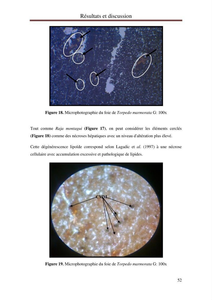 Hydrologie, modélisation hydro-sédimentaire et conception des ouvrages de protection : cas de la baie de Béjaia: