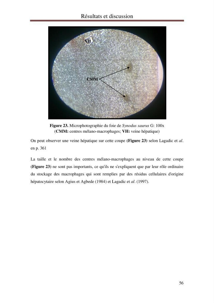 Hydrologie, modélisation hydro-sédimentaire et conception des ouvrages de protection : cas de la baie de Béjaia: