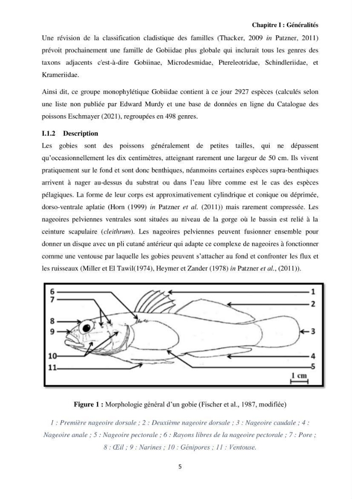 Contribution à l’étude des Gobiidae (Actinopterygii, Perciformes): inventaire d’espèces de quelques ports et plages de la côte algérienne.