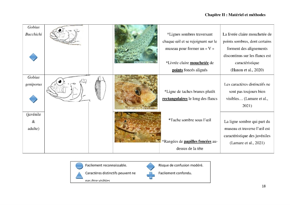 Contribution à l’étude des Gobiidae (Actinopterygii, Perciformes): inventaire d’espèces de quelques ports et plages de la côte algérienne.
