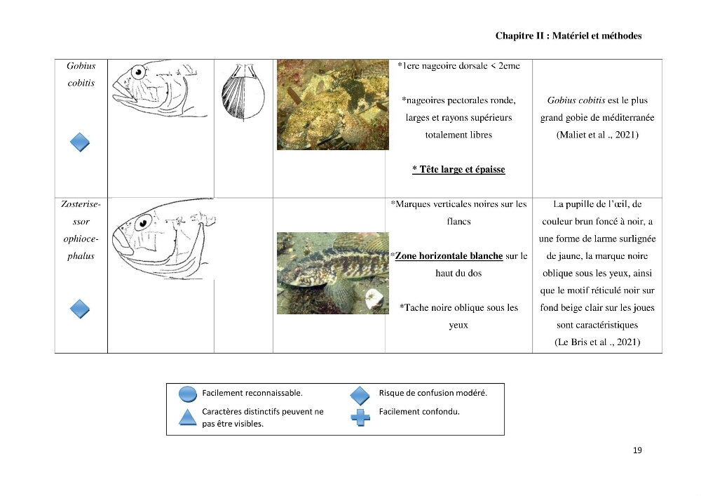 Contribution à l’étude des Gobiidae (Actinopterygii, Perciformes): inventaire d’espèces de quelques ports et plages de la côte algérienne.