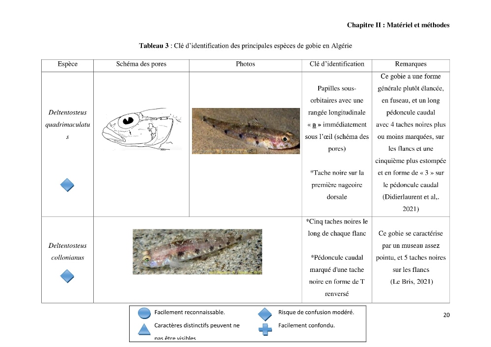 Contribution à l’étude des Gobiidae (Actinopterygii, Perciformes): inventaire d’espèces de quelques ports et plages de la côte algérienne.